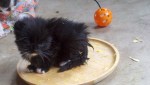 Little black Kitty