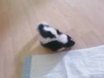 Skunkagawea aka Puddin